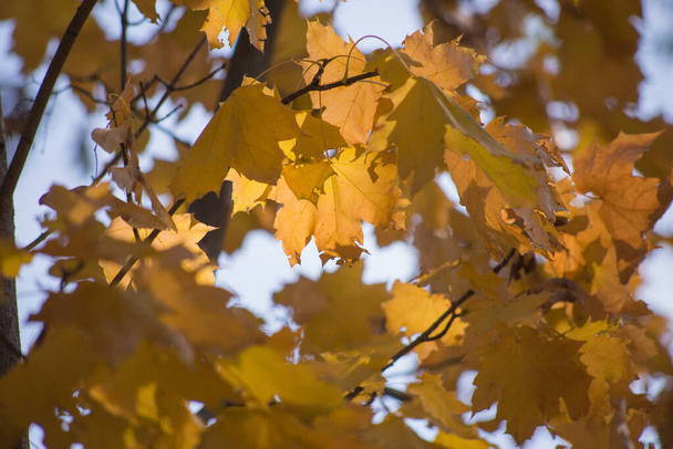 Різнокольорові осінні кленові листя як фон
. - Фото, зображення