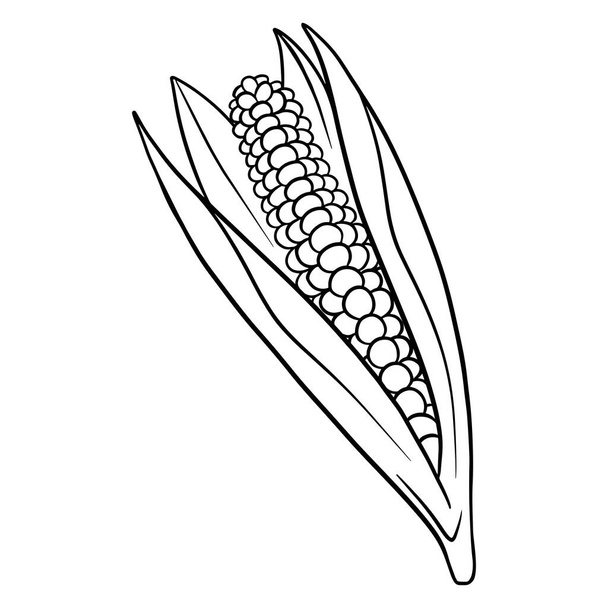 Fresh corn. Corn in the leaves. Vegetable ingredient for the kitchen. - Vektor, kép