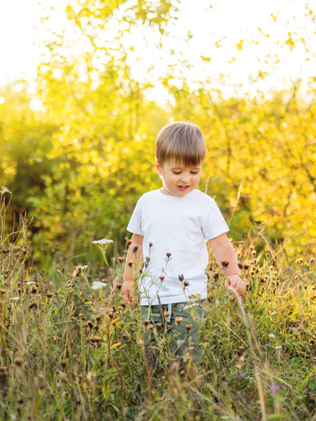 Cute little boy is touching flowers on field. Outdoor leisure activity for toddlers. Autumn sunset. Fall season. - Fotografie, Obrázek