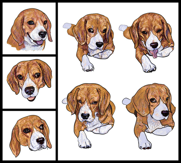 Beagle - Vektor, Bild