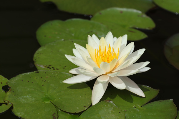 white lotus - Фото, изображение