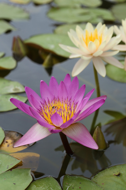 pink and white lotus or water lily - Фото, изображение