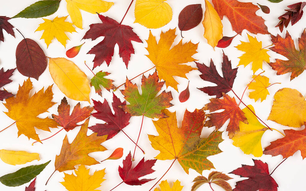veel gele en rode herfstbladeren voor ontwerp of achtergrond. Mooie frisse heldere kleurrijke esdoorn bladeren achtergrond. Najaarsconcept - Foto, afbeelding