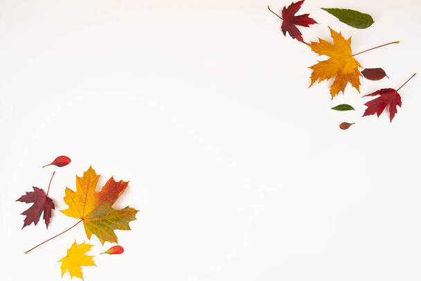 Осенью опавшие цветные листья на белом фоне с копировальным пространством, ярко опавшие листья для оформления - Фото, изображение