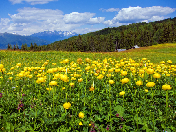 Globeflowers - Fotografie, Obrázek