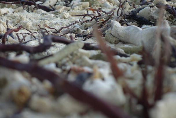 Corrals drewna i wodorostów morskich na plaży z zamazanym pierwszym planie jako zbliżenie - Zdjęcie, obraz