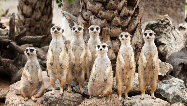 Portrait of meerkat family - Photo, Image