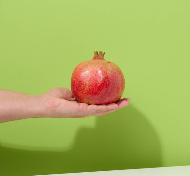 ruka drží celé zralé červené granátové jablko, zelené pozadí - Fotografie, Obrázek