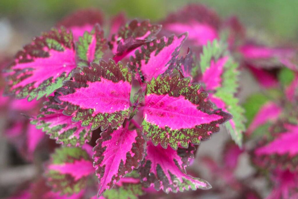 Portrait view of Solenostemon flowering plants with blur background - Photo, Image