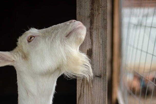 The head of a white goat of the Zaanen breed in a barn. Russia, home farm.  - Foto, imagen