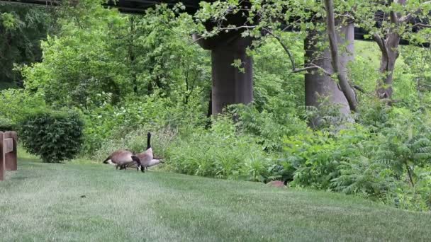 Three geese eating from the grass while one looks out for danger with plants and trees in the background. One goose looks out for danger while three geese eat from the grass in a park on a windy day. - Footage, Video