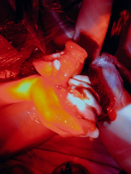 close up of a red and white rose - Valokuva, kuva