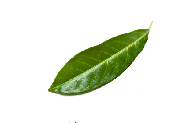 Isolated leaf of   prunus laurocerasus rotundifolia - Foto, imagen