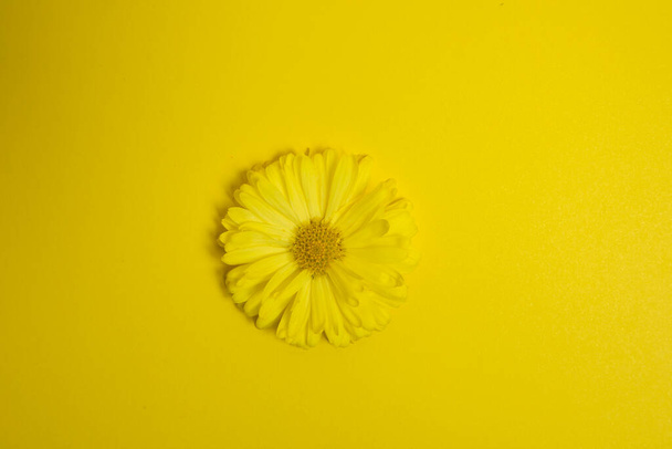 Gelbe Blume auf gelbem Hintergrund. Trendiges und cooles Foto.  - Foto, Bild