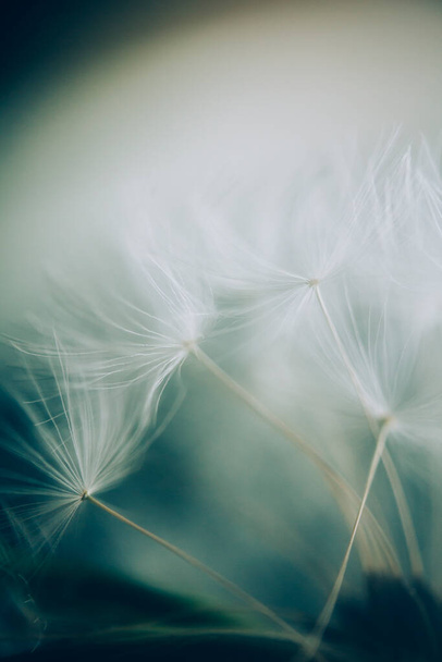 Beautiful dandelion seeds close up blowing in light gentle background.  - Photo, image