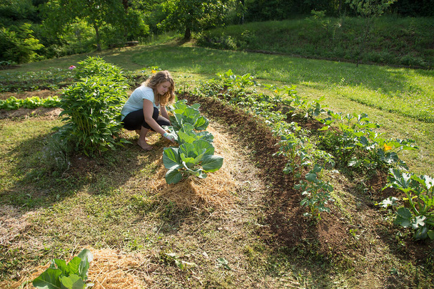 Giovane donna che lavora in un orto coltivato casa - Foto, immagini
