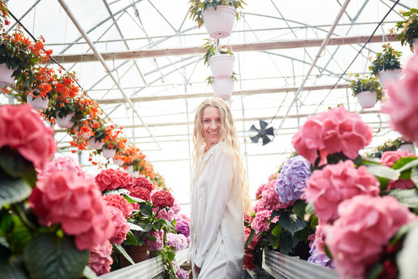 Χαρούμενη χαμογελαστή γυναίκα που στέκεται κοντά σε όμορφα ροζ λουλούδια. Βιομηχανικό θερμοκήπιο με πολύχρωμη ορτανσία. Νεαρή ξανθιά γυναίκα σε θερμοκήπιο. Λουλούδια σε γλάστρες παντού. - Φωτογραφία, εικόνα