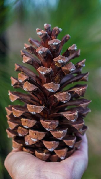 A girl found a pine cone in the woods - Photo, Image