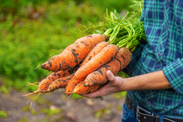 Een man boer houdt een oogst van wortelen in zijn handen. Selectieve focus. Voedsel. - Foto, afbeelding