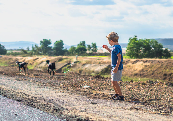 E little boy look far away want try catch two goats move raise hand. Healthy simple active life style joy, communicating with nature, Happy childhood, clean products consumption. Pasture road field - 写真・画像