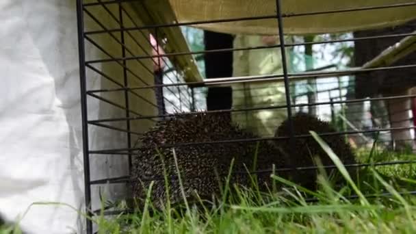 Dos animales de erizo se acercan en jaula de cautiverio y la gente camina
 - Imágenes, Vídeo