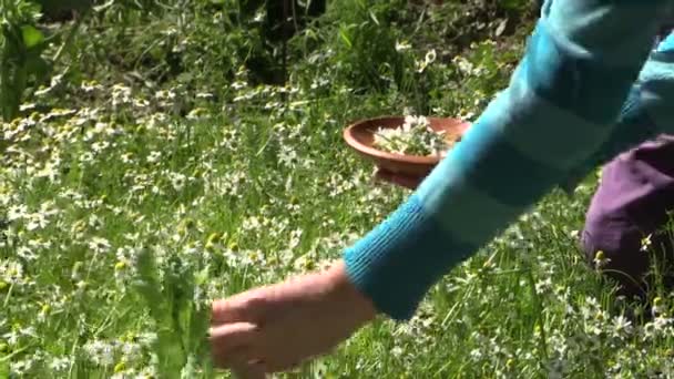kézi arat szerves Kamilla természetes gyógyszer kertjében termesztett - Felvétel, videó