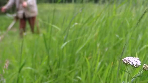 Foreground focus meadow gardener mows grass with petrol trimmer - Felvétel, videó