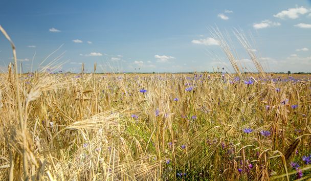 gold wheat field - Photo, Image