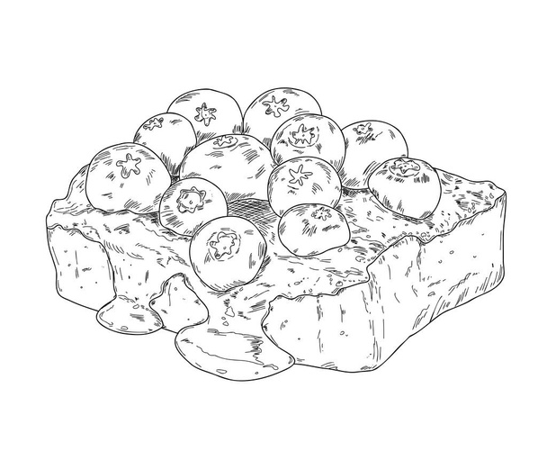 Ručně kreslený náčrt tvarohového koláče s čerstvými borůvkami. Obrázek vektoru osnovy.   - Vektor, obrázek