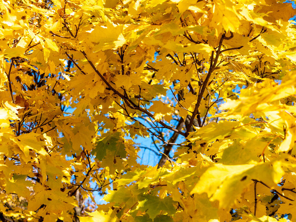 Χρυσό φθινόπωρο. Κλαδιά σφενδάμου με κίτρινα φύλλα σε μια ηλιόλουστη μέρα. Επιλεκτική εστίαση. Kolomenskoye Museum-Reserve, Μόσχα, Ρωσία. - Φωτογραφία, εικόνα
