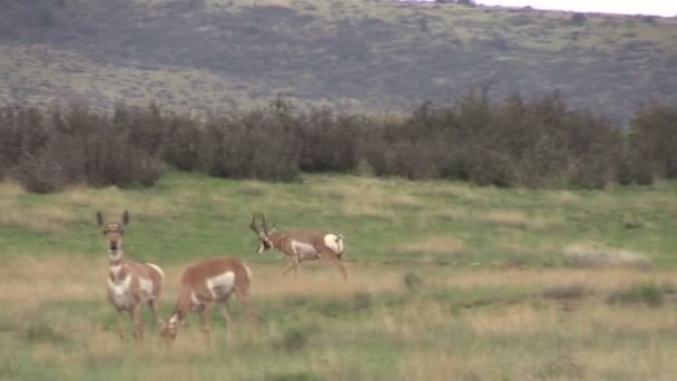 villásszarvú antilop antilop állomány RUT - Felvétel, videó