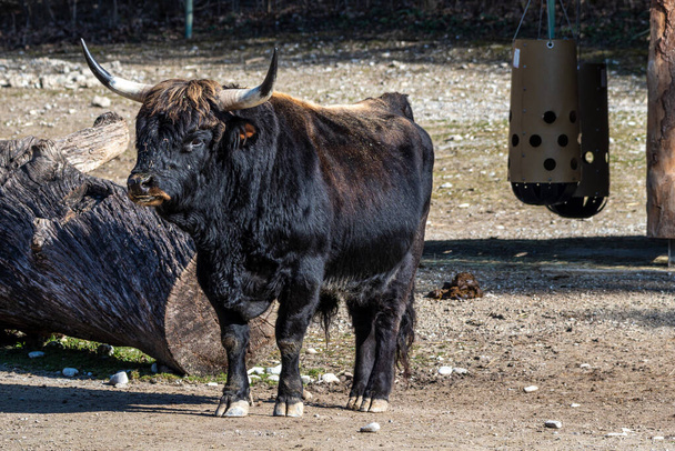 ヘック牛、ボスprimigenius taurusは絶滅したオーロックに似ていると主張した。ドイツの公園で見られる - 写真・画像
