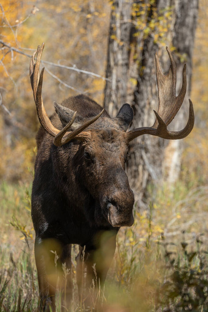 大トン国立公園ワイオミング州の秋のラットの間に雄牛のシラス - 写真・画像
