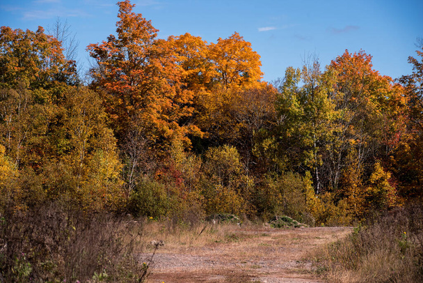 Cesta vedoucí k linii podzimních stromů - Fotografie, Obrázek