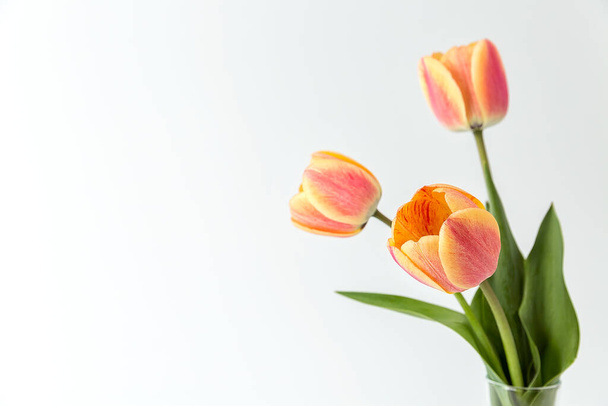 Three pink and yellow tulips in a glass vase on a white background. Close-up. An elegant composition for your invitation text, congratulations. - Foto, imagen