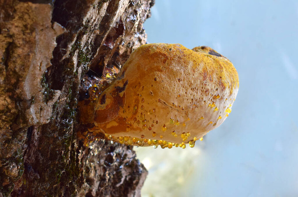 A closeup of a wild mushroom growing on a tree bark. Fomitopsis pinicola. - Photo, Image