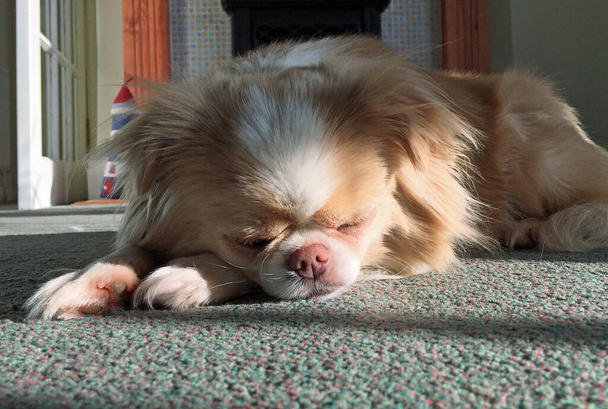 Japanese Chin Chihuahua dog asleep lying on carpet - Photo, Image