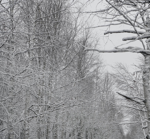 Forêt d'hiver, bouleaux enneigés. les arbres couvrent la première neige dans la forêt d'hiver. fond du parc - Photo, image