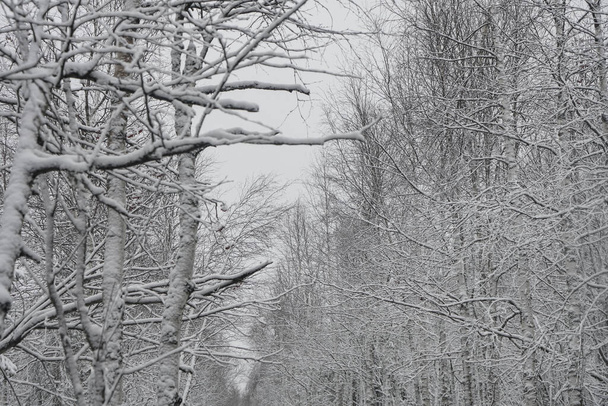 Winter forest, snow-coverd birch trees. trees coverd first snow in the winter forest. park  background - Zdjęcie, obraz