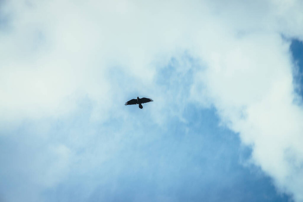 Black raven soars in center of frame in blue sky. Scenic nature background with black crow in sky with clouds. Predator hunts from above. Minimalist cloudscape with predatory bird. Nature minimalism. - Photo, Image