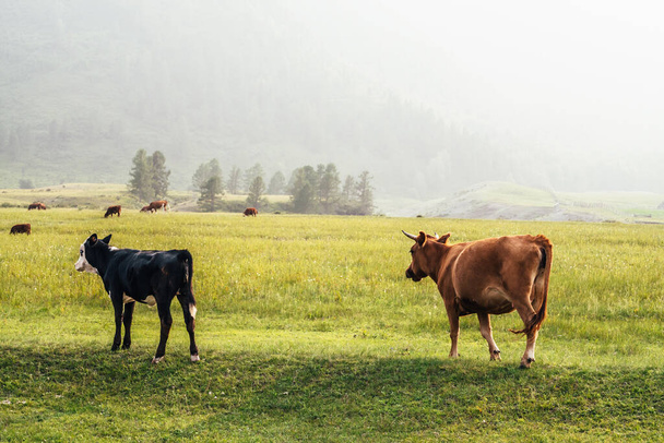 Beautiful black white young calf and brown cow grazing in meadow in mountain countryside. Scenic landscape with farm animals in green field. Mountain pasture with young calf and cows in green grass. - Photo, image