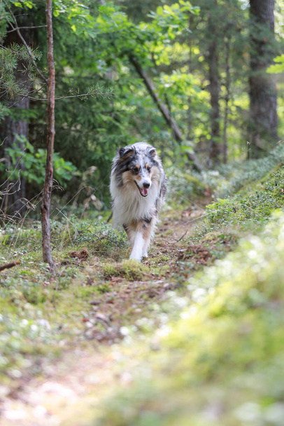 Blue Merle Shetland Schäferhund steht im grünen Kiefernwald. Foto aufgenommen an einem warmen, bewölkten Tag. - Foto, Bild