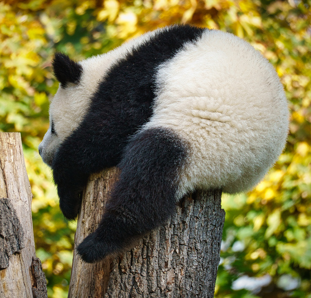 Der große Panda Paule aus dem Berliner Zoo. Attraktion aus Berlin - Foto, Bild