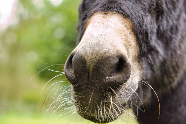 el hocico de una mula. de cerca, para besar. Animales interesantes y lindos - Foto, imagen