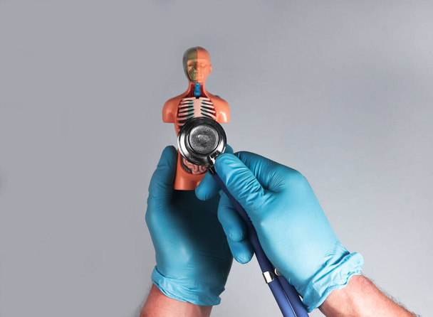 Listening with stethoscope skinless human 3d body model with inner organs over blue gray background - Φωτογραφία, εικόνα
