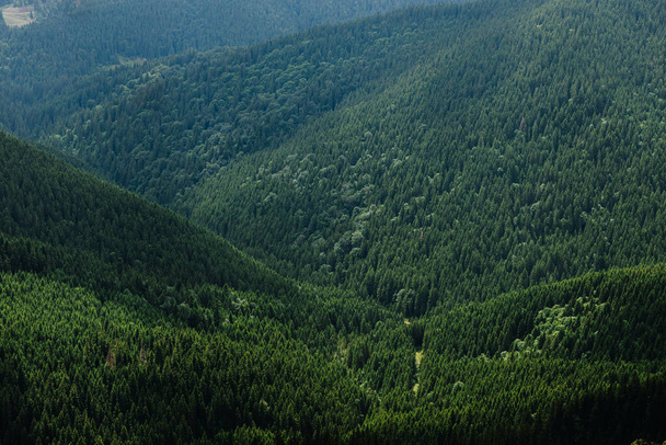  Wind on a green coniferous mountain forest in the Carpathians, Ukraine - Фото, изображение