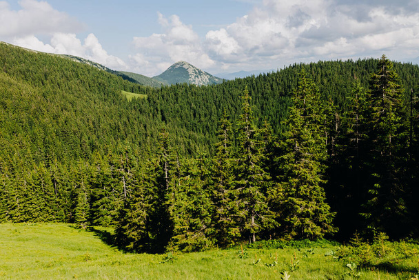 Paisaje soleado de verano en las montañas Cárpatas con bosques verdes y nubes - Foto, Imagen