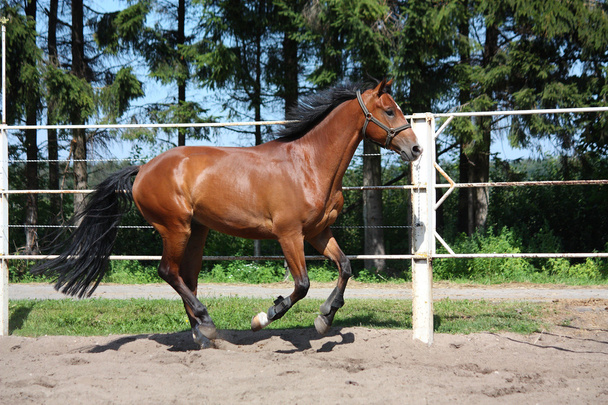brązowy koń galopujących w padoku - Zdjęcie, obraz