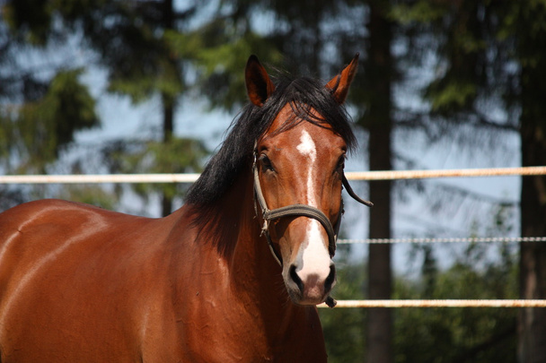 Lorbeer-Pferdeporträt im Sommer - Foto, Bild