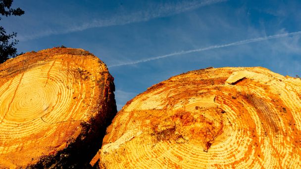 свежевырубленные и хранимые деревья для обработки древесных соков - Фото, изображение